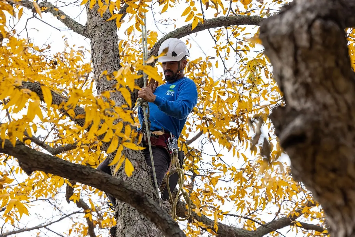 Skilled Tree Planing crew working in Tina